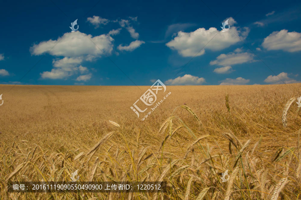 小麥田