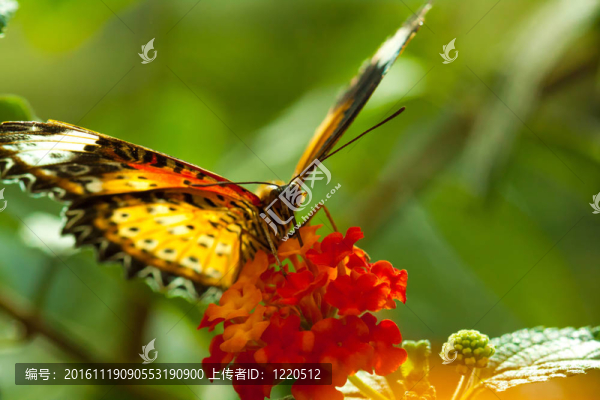 偉大的eggfly蝴蝶
