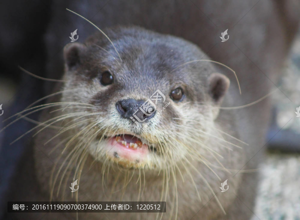 河獺