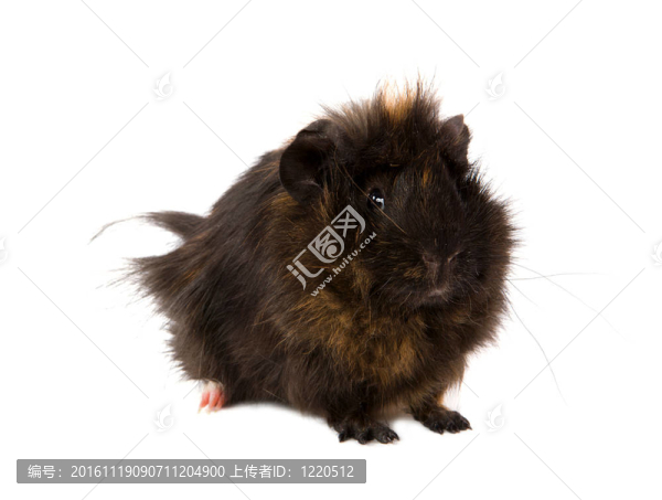 豚鼠寵物