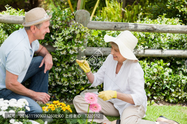 成熟的夫婦在花園里工作