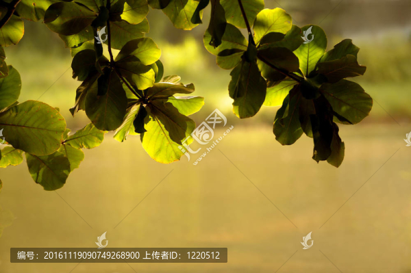樹(shù)池