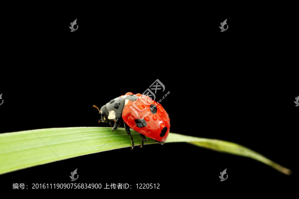 瓢蟲孤立在黑