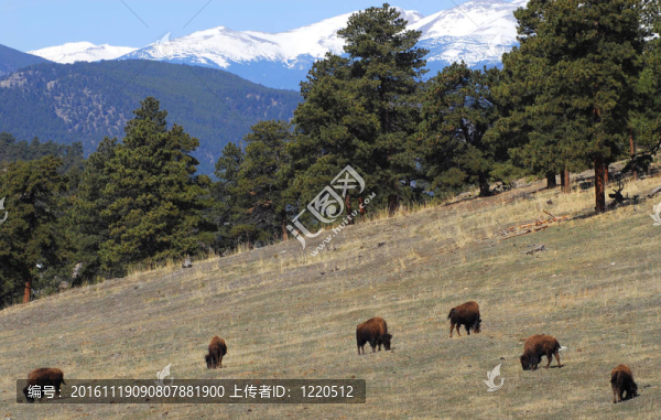 野牛放牧在山坡上