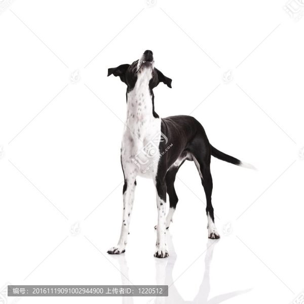 狗向上看