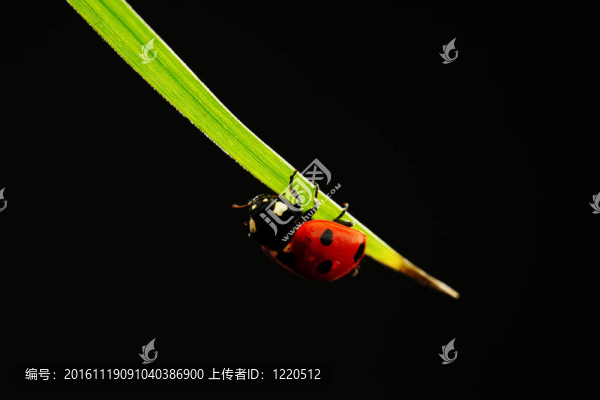 瓢蟲孤立在黑