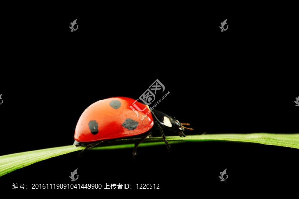 瓢蟲孤立在黑