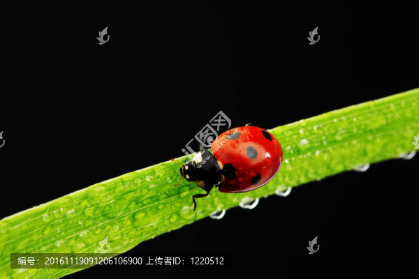 瓢蟲(chóng)孤立在黑
