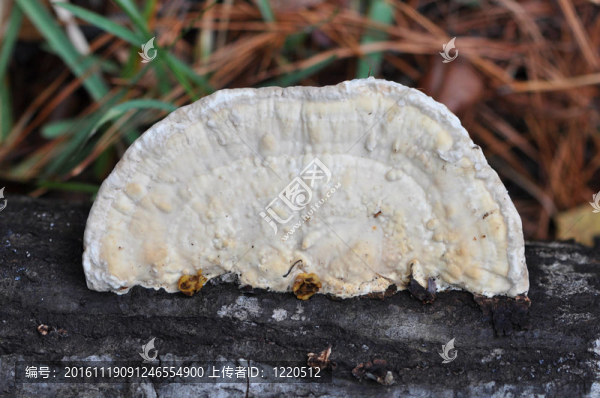 半月形的真菌-匯圖網(wǎng) www.fosd68.com 半月形的真菌