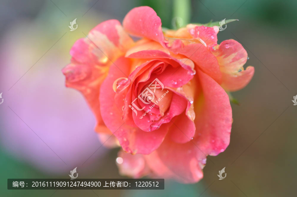 粉紅玫瑰露