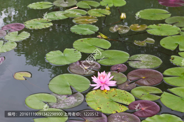 粉紅水百合葉在池塘里