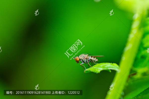 飛翔在綠色的大自然里