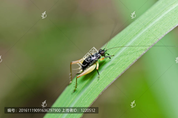 綠色自然中的昆蟲(chóng)蟋蟀