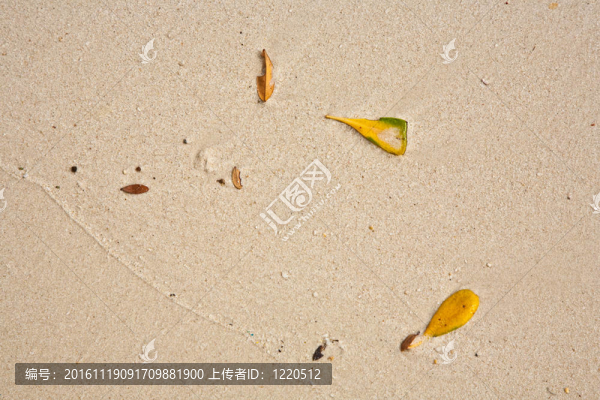美麗的結(jié)構(gòu)化葉子在海灘上安排的性質(zhì)