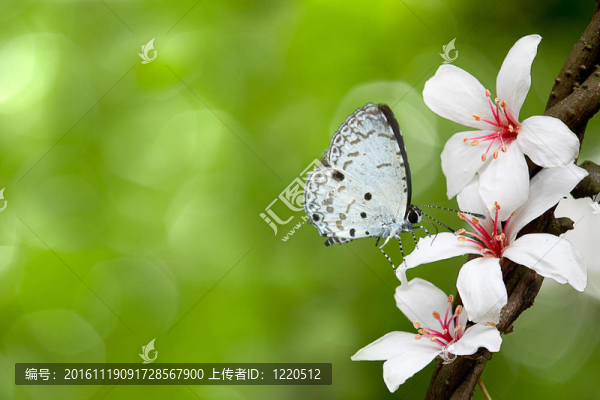 楓葉蝴蝶（桐花）