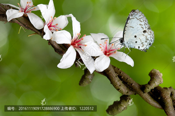 楓葉蝴蝶（桐花）