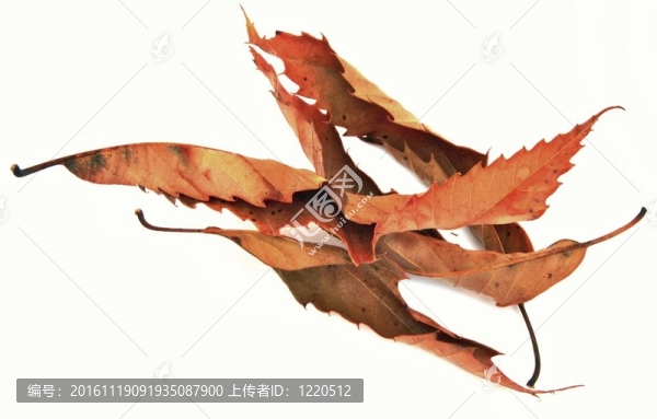 干葉
