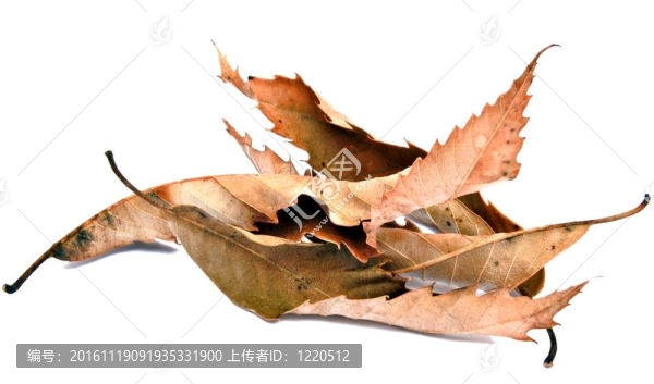 干葉