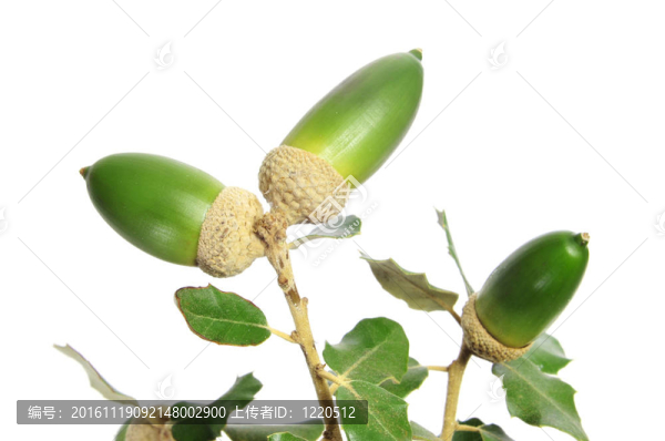 橡樹枝