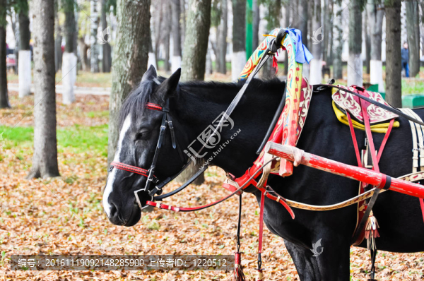 在彩色的駕馭黑馬