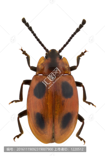 endomychus,L.-匯圖網(wǎng) www.fosd68.com endomychus,L.