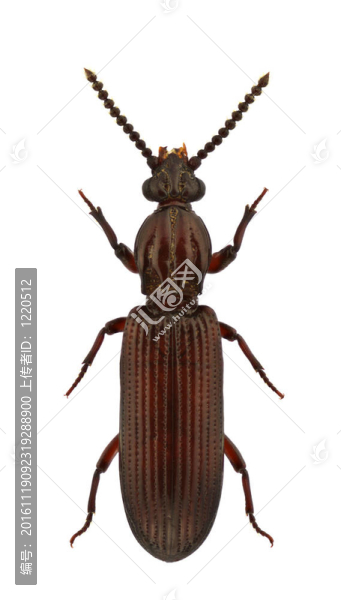 rhysodes,sulcatus