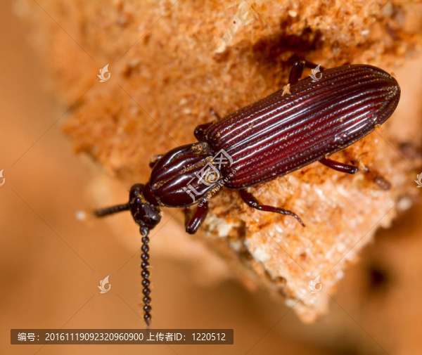 rhysodes,sulcatus