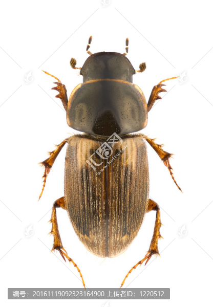 Aphodius前驅(qū)癥狀