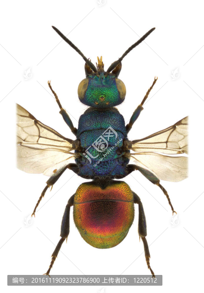 hedychrum