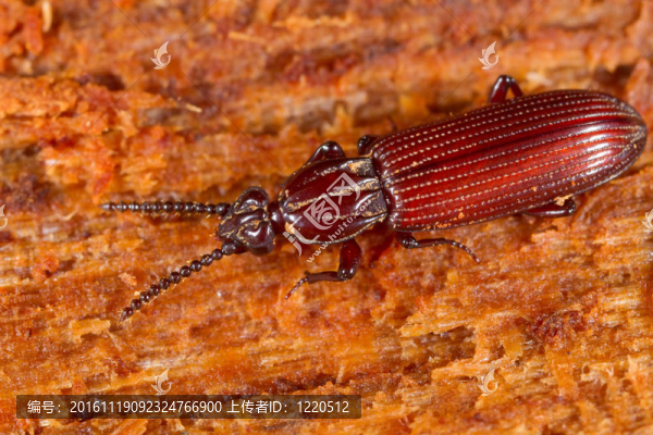 rhysodes,sulcatus