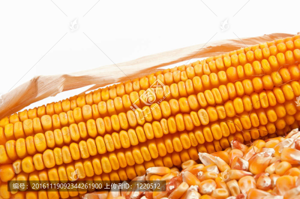 玉米穗