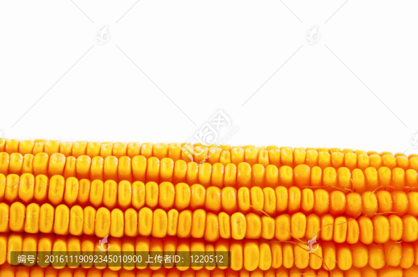玉米穗