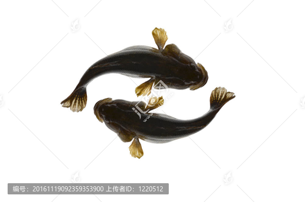兩魚