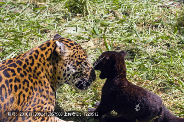 在美洲虎（Panthera,onca）
