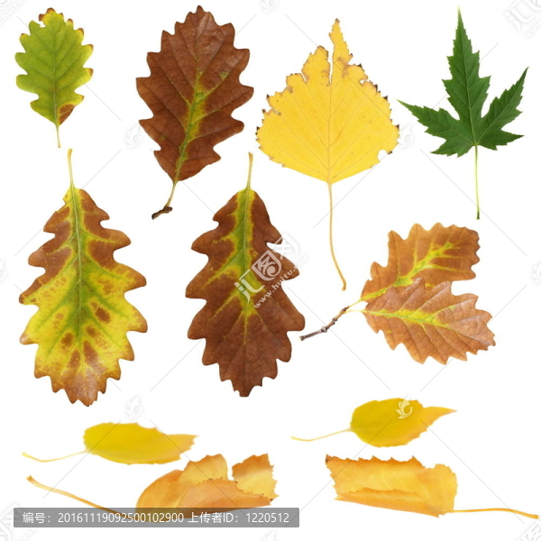 不同的秋天樹葉分離