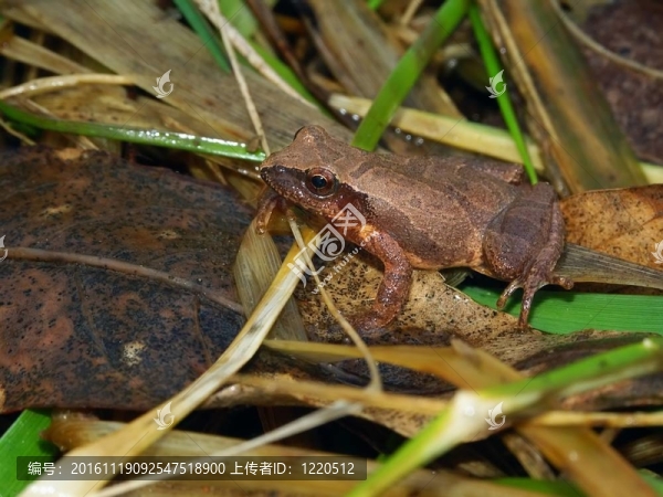 春天偷窺（Pseudacris,crucifer）