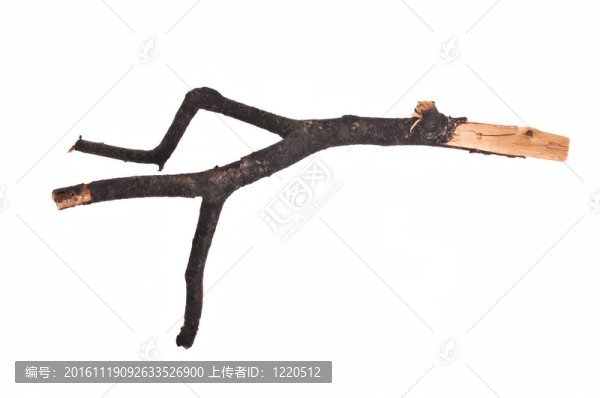或者小樹枝