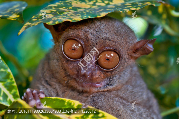 在葉猴-匯圖網(wǎng) www.fosd68.com 在葉猴