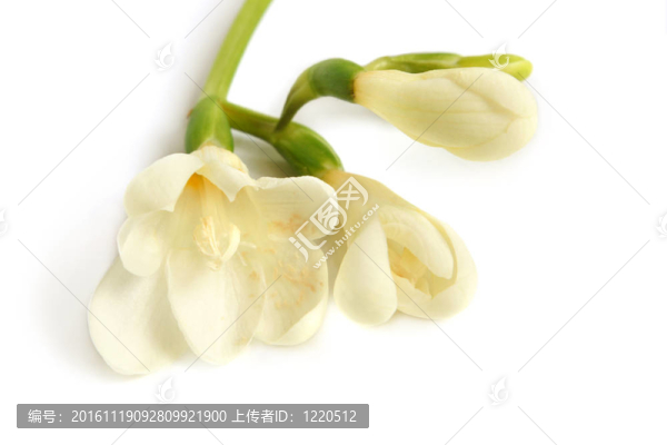 白色的小蒼蘭特寫