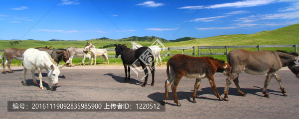 乞討的驢子-卡斯特州立公園-匯圖網(wǎng) www.fosd68.com 乞討的驢子-卡斯特州立公園