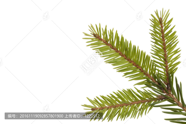 云杉枝