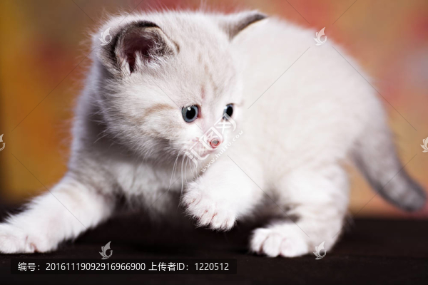 波斯貓