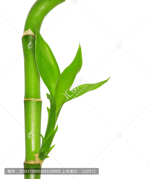綠色的竹子