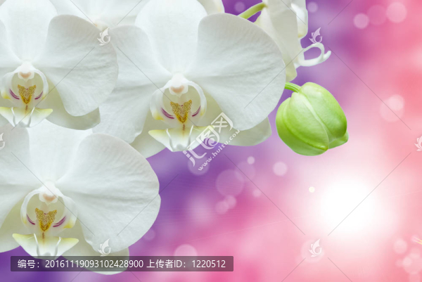蘭花花的特寫