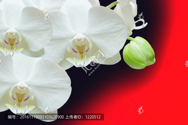 蘭花花的特寫