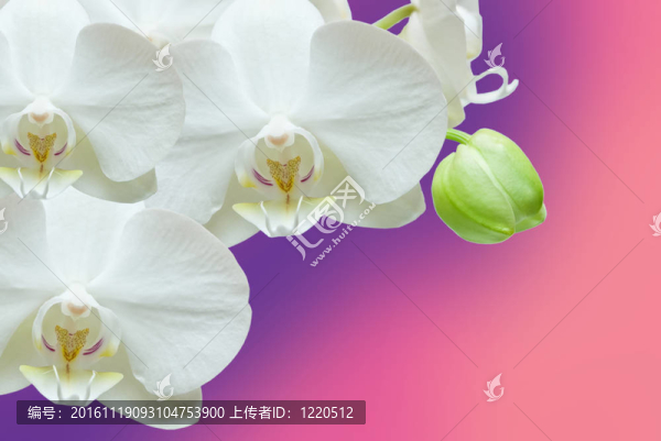 蘭花花的特寫
