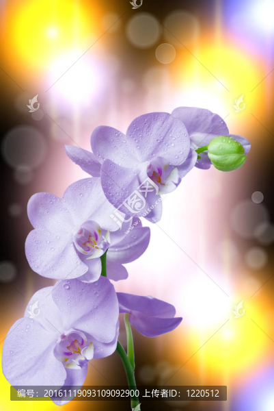 蘭花花的特寫