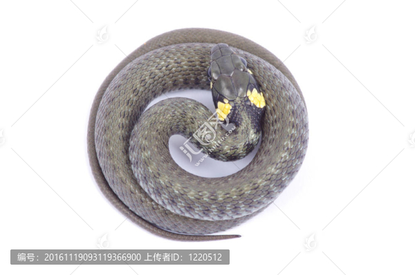 蛇