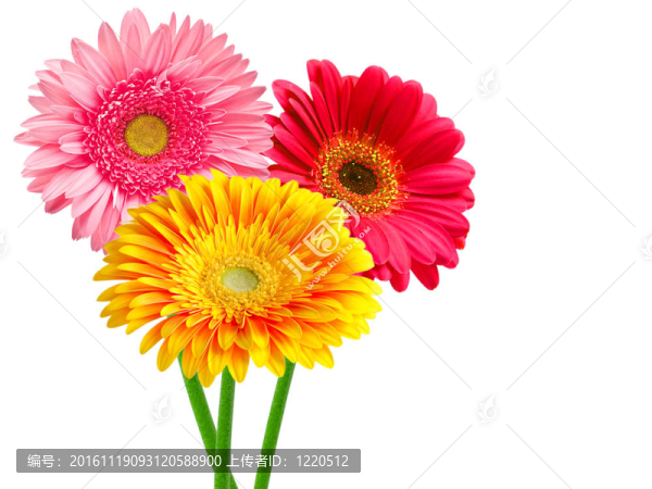 Gerber的花