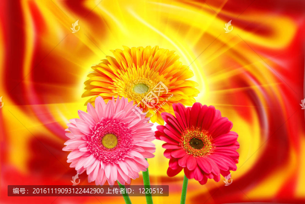 Gerber的花